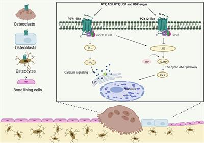 P2Y Receptors in Bone - Anabolic, Catabolic, or Both?